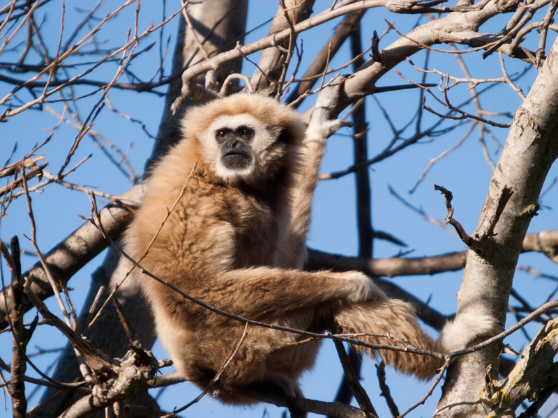 Aap | Zoo de Lagos, Algarve